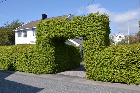 Débroussaillage et taille de haies Pertuis