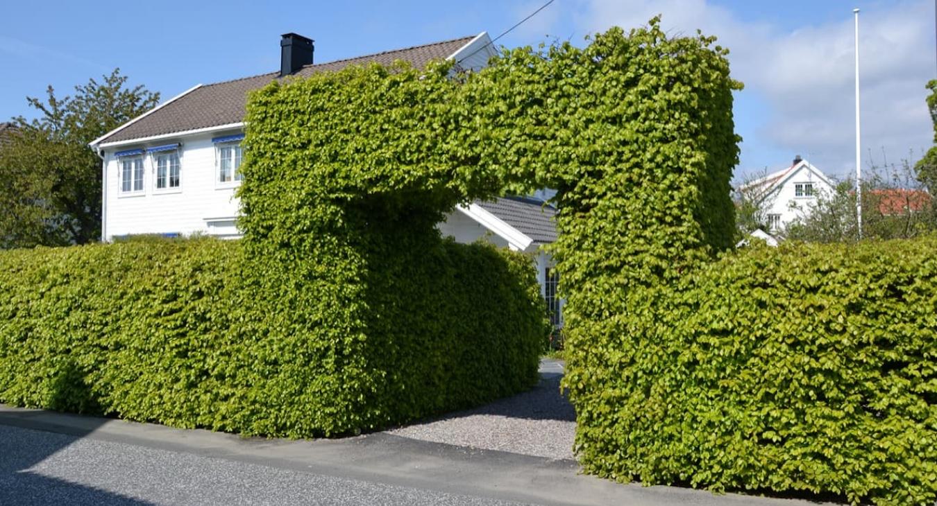 Débroussaillage & Taille de haies 84 Vaucluse